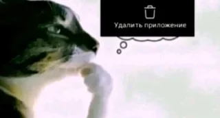 Telegram sticker 🌟 Пикчи с тик тока :: @fStikBot
