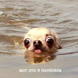 Video sticker 🚽 спешл фо Разишка by @fStikBot