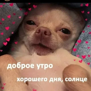 Telegram sticker 🥰 спешл фо Разишка by @fStikBot