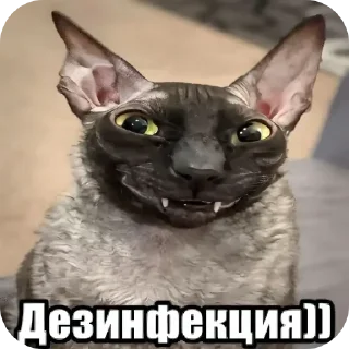 Video sticker 🐱 Больше стиков тут: @stikery4