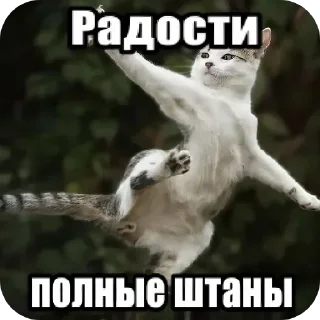 Video sticker 🖼 Больше стиков тут: @stikery4