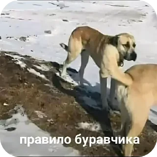 Telegram sticker 🐶 Больше стиков тут: @stikery4