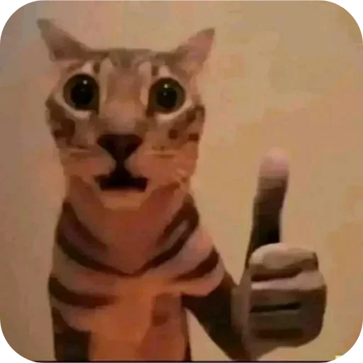 Telegram sticker 🐱 @r_r_5_r - @A6A6A8