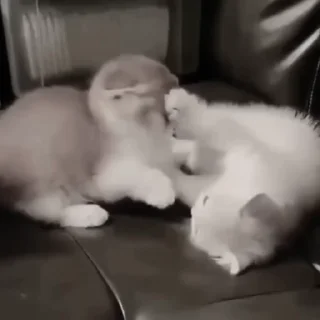 Video sticker 😟 cats_vns — @stckrRobot