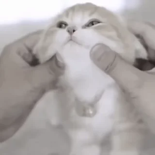 Video sticker 🥰 cats_vns — @stckrRobot