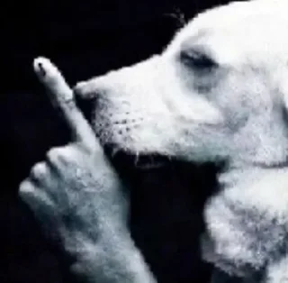 Video sticker 🤫 جنده خونه شماره ۲