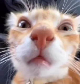 Video sticker 🤤 shithead the third