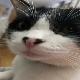 Video sticker 😐 Kucknigg @HyraViin_KHII