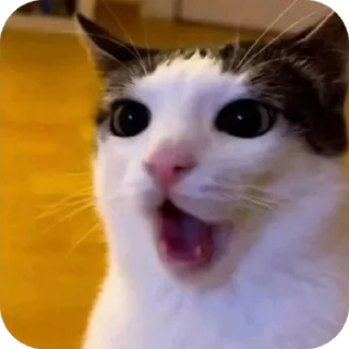 Sticker 👍 Kucknigg @HyraViin_KHII