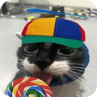 Video sticker 🐱 Kucknigg @HyraViin_KHII