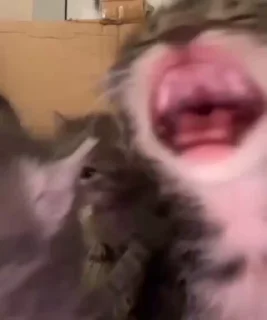 Video sticker 🌟 Kucknigg @HyraViin_KHII