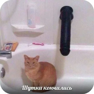 Telegram sticker 🐱 КАКИЕ НАХУЙ КИРИЕШКИ💥🆘💥💉🆘💥💉