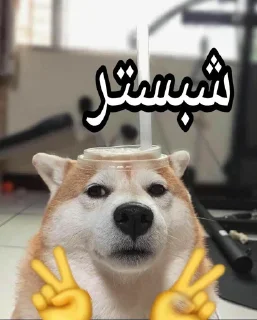 Video sticker 🤝 Ultimate karaj