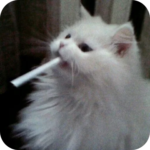 Sticker 🐱 𝕯𝖔𝖓 𝕮𝖆𝖙𝖑𝖊𝖔𝖓𝖊