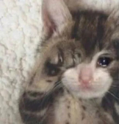 Telegram sticker 😢 𝕯𝖔𝖓 𝕮𝖆𝖙𝖑𝖊𝖔𝖓𝖊