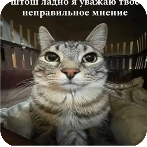 Telegram sticker 🐱 Ruki kaki🤓