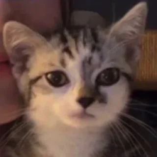 Video sticker 😐 RONALDITOHOT777OMG :: @fStikBot