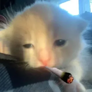 Video sticker 🌶 کیرخوری