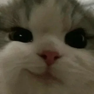 Telegram sticker 🌶 کیرخوری