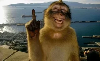 Video sticker 👍 Tiktok images