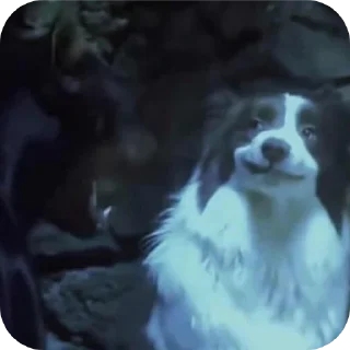 Video sticker 🐶 peenoise