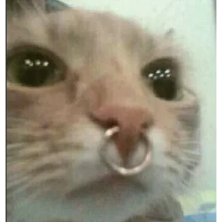 Telegram stiker 😞 caguei duro doeu o cu     by @raivozo