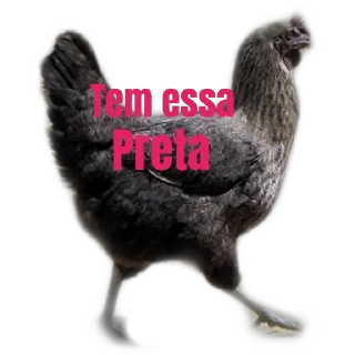 Video sticker 🐔 caguei duro doeu o cu     by @raivozo