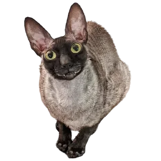 Video sticker 🤓 пиксель @pixel_gifs