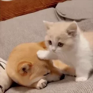 Video sticker 🌟 电话短信轰炸|飞机账号 @xiatianddeye