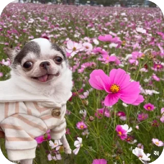 Telegram sticker 🫥 Chichi