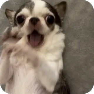 Telegram sticker 🫥 Chichi