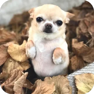 Video sticker 🫥 Chichi