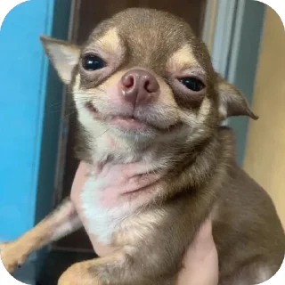 Video sticker 🫥 Chichi