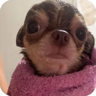 Telegram sticker 🫥 Chichi