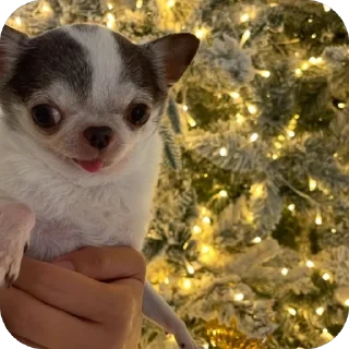 Telegram sticker 🫥 Chichi