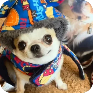 Telegram sticker 🫥 Chichi