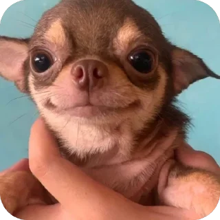 Telegram sticker 🫥 Chichi