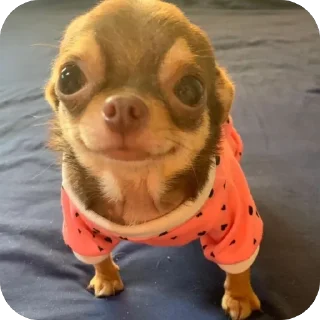 Video sticker 🫥 Chichi