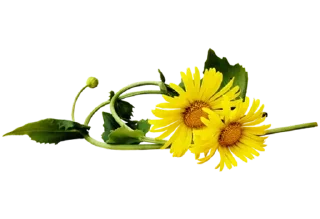 Video sticker 🌼 Separator Flower Thick @PunjabiSticker