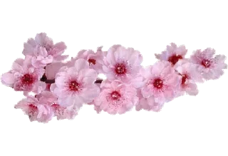 Telegram sticker 🌸 Separator Flower Thick @PunjabiSticker
