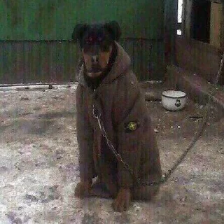 Telegram sticker 😕 @soundsfromthevagina