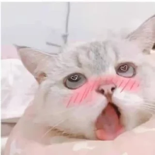 Telegram sticker ✨ 玉玉贴纸包