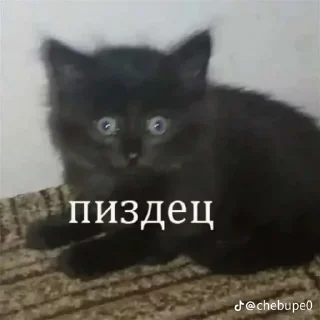 Video sticker 😱 @StickerEdit_bot :: @StickerEdit