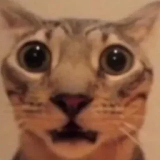 Telegram sticker 😐 Котики @TgEmojiBot