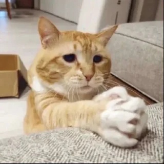 Telegram sticker 😸 Котики @TgEmojiBot