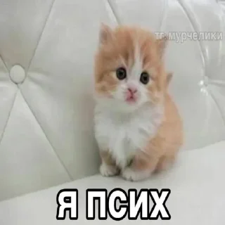 Telegram sticker 😸 Котики @TgEmojiBot