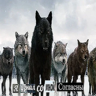 Video sticker 👍 Антицирк