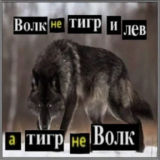 Telegram sticker 🐯 Антицирк
