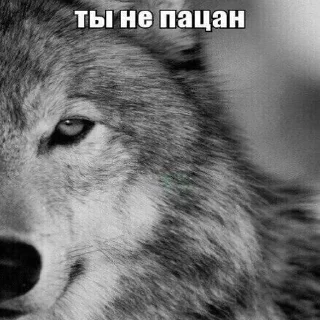 Telegram sticker 😢 Антицирк