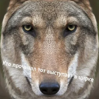 Telegram sticker 😂 Антицирк